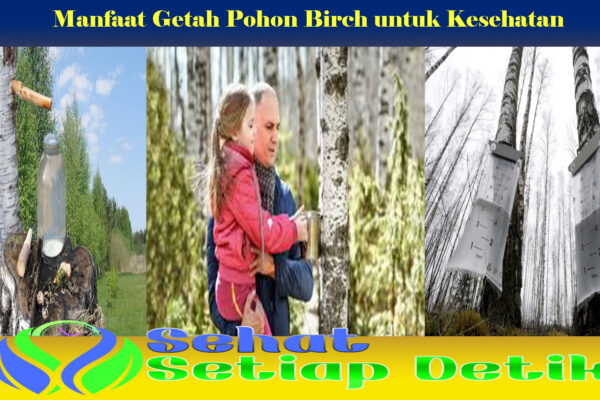 Manfaat Getah Pohon Birch untuk Kesehatan