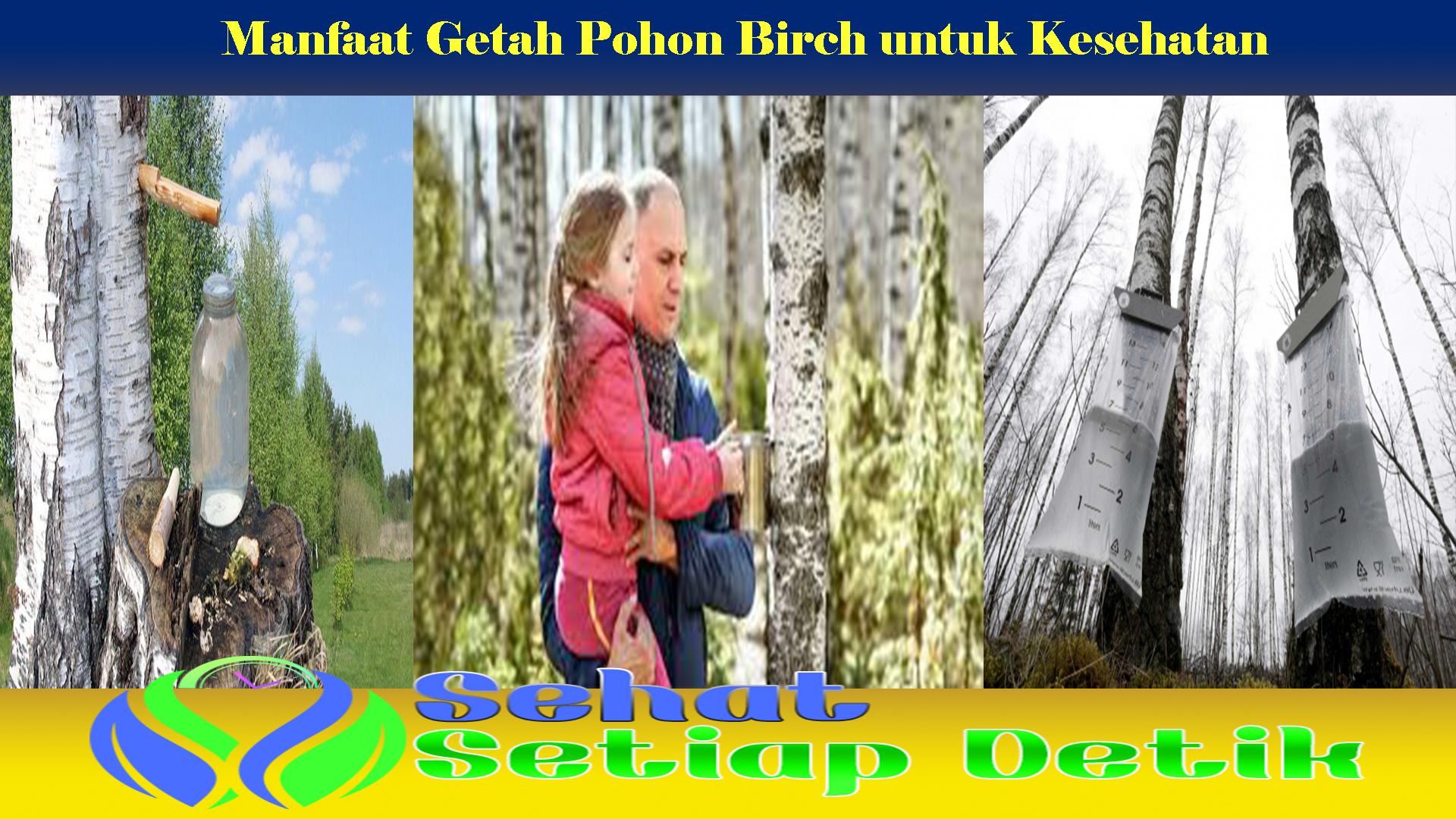 Manfaat Getah Pohon Birch untuk Kesehatan