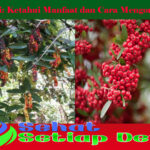 Buah Buni: Ketahui Manfaat dan Cara Mengonsumsinya