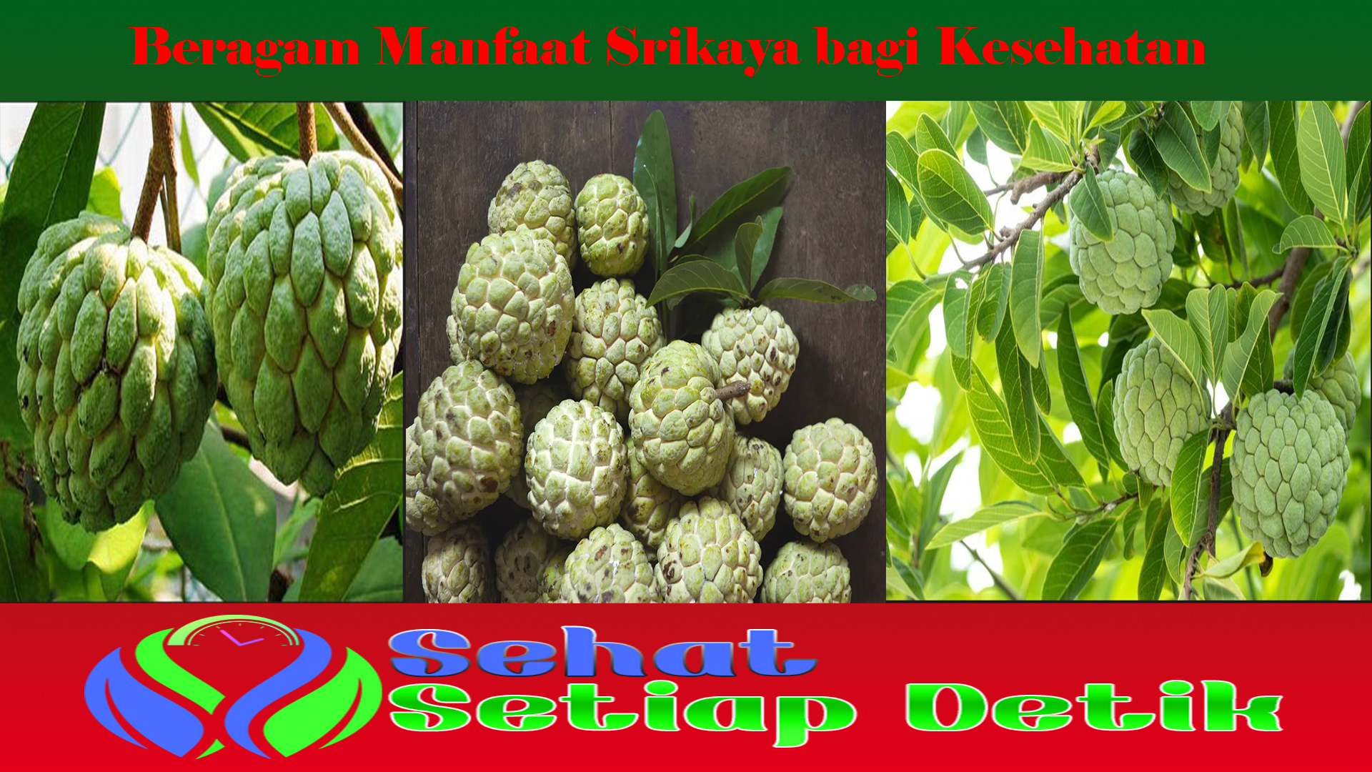 Beragam Manfaat Srikaya bagi Kesehatan