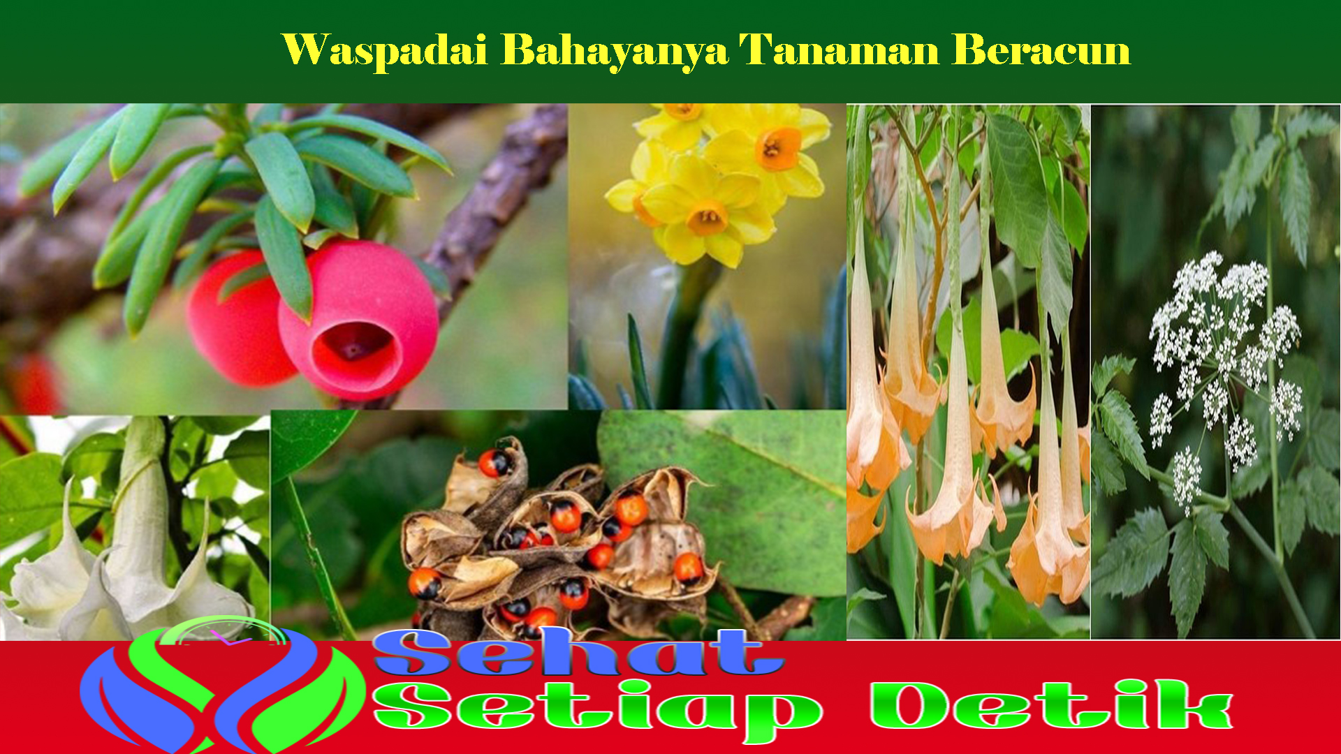 Waspadai Bahayanya Tanaman Beracun