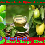 Manfaat Daun Jambu Biji untuk Kesehatan