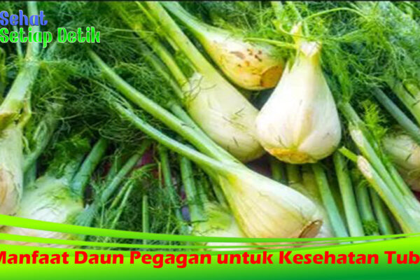 6 Manfaat Daun Pegagan untuk Kesehatan Tubuh