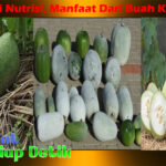 Buah Kundur, Ketahui Nutrisi, Manfaat, dan Saran Penyajiannya