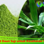 Manfaat Daun Suji untuk Kesehatan Tubuh