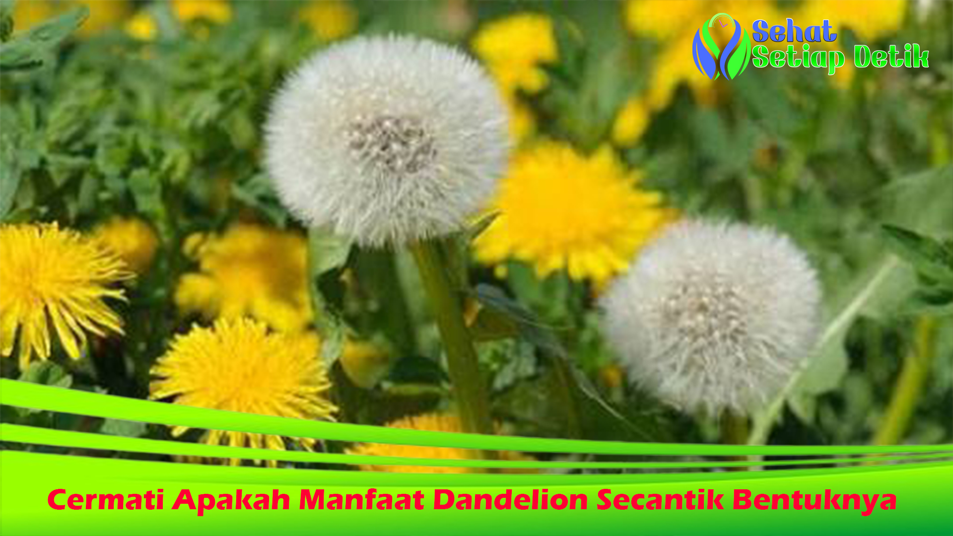 Cermati Apakah Manfaat Dandelion Secantik Bentuknya