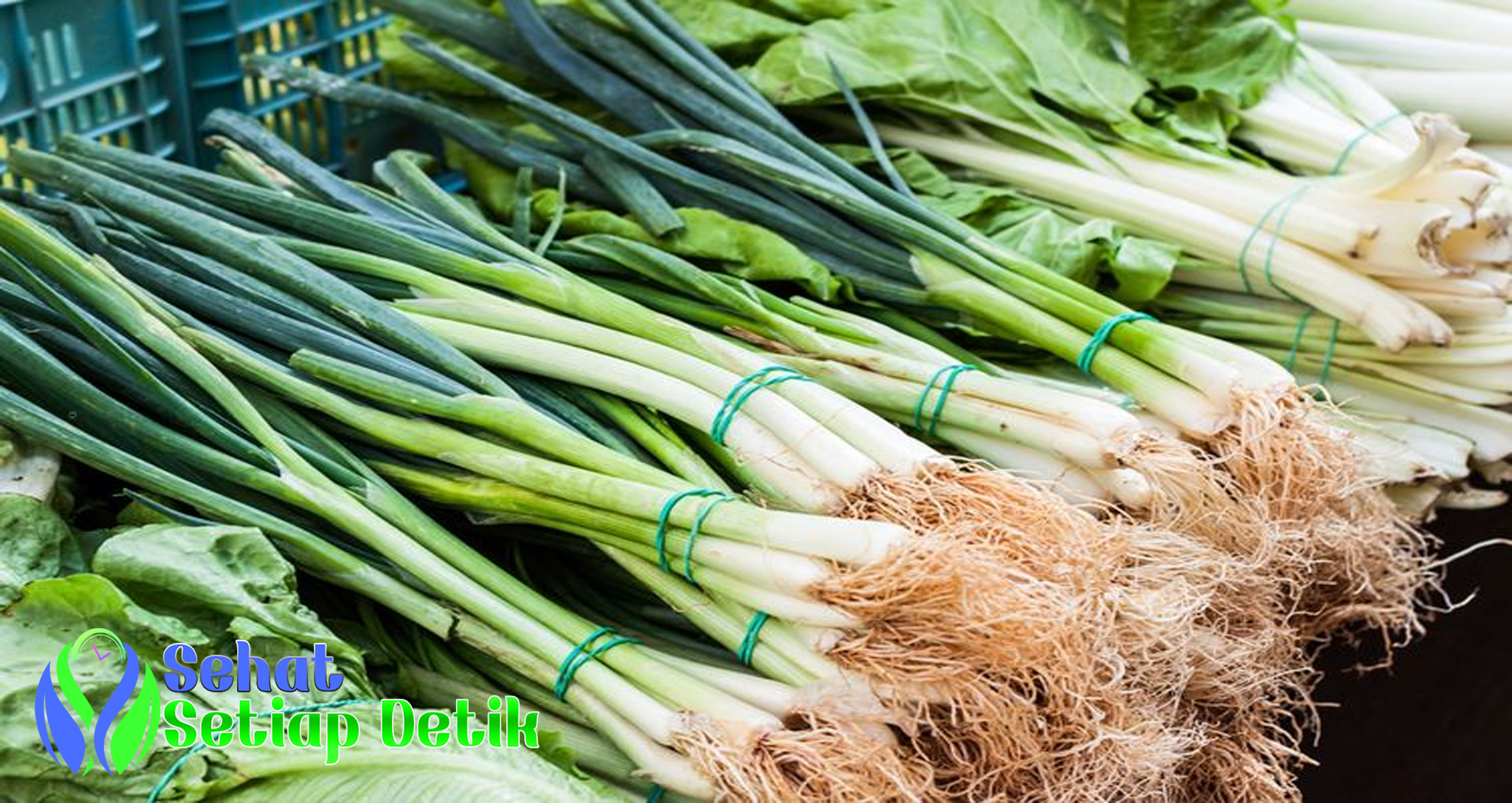 Bawang Prei dan cara membedakan dengan Daun Bawang